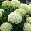 Hortensia Arborescens BellaRagazza Limetta -Promesse De Fleurs hortensia arborescens bellaragazza limetta copyright 17120 3