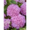 Hortensia - Hydrangea Macrophylla Big Data Pink -Promesse De Fleurs hortensia big data pink 23226