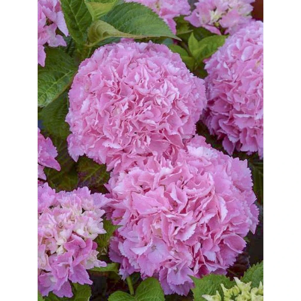 Hortensia - Hydrangea Macrophylla Big Data Pink 3 Hortensia - Hydrangea Macrophylla Big Data Pink