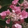Hortensia - Hydrangea Serrata Santiago -Promesse De Fleurs hortensia serrata santiago 67871 1