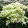 Hortensia Arborescens Hayes Starbust 1 Hortensia Arborescens Hayes Starbust -Promesse De Fleurs hydrangea arborescens hayes starbust 671348 1