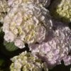 Hortensia - Hydrangea Macrophylla Kazan -Promesse De Fleurs hydrangea macrophylla kazan 86040 1