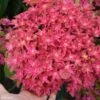 Hortensia - Hydrangea Macrophylla Princess Diana -Promesse De Fleurs hydrangea macrophylla princess diana 85714 1 1