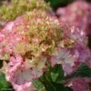 Hortensia - Hydrangea Macrophylla So Long Sunny -Promesse De Fleurs hydrangea macrophylla so long sunny 85613 1
