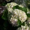 Hortensia - Hydrangea Macrophylla Magical Summer Green 2 Hortensia - Hydrangea Macrophylla Magical Summer Green -Promesse De Fleurs hydrangea magical summer green 78222 1
