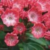 Kalmia Latifolia Pinkobello - Laurier Des Montagnes Rose Vif -Promesse De Fleurs kalmia latifolia pinkobello 781989 1 1