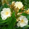 Laurier Rose Luteum Plenum - Nerium Oleander -Promesse De Fleurs laurier rose luteum plenum nerium oleander copyright 870561 1