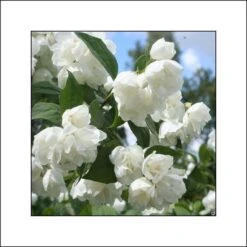 Seringat Blanc - Philadelphus Albâtre