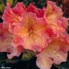Rhododendron Olga - Grand Rhododendron 1 Rhododendron Olga - Grand Rhododendron -Promesse De Fleurs rhododendron olga 781745 1