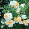 Rosier Ancien Ghislaine De Féligonde -Promesse De Fleurs rosier ancien ghislaine de feligonde 659982 1