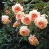 Rosier David Austin A Shropshire Lad -Promesse De Fleurs rosier david austin a shropshire lad 665312 1