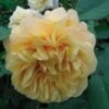 Rosier Ancien Fragrant Old Yellow 2 Rosier Ancien Fragrant Old Yellow -Promesse De Fleurs rosier fragant old yellow 771501 1