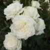 Rosier Grimpant Alaska -Promesse De Fleurs rosier grimpant alaska 15617 1