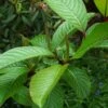 Salix Fargesii - Saule De Farges 2 Salix Fargesii - Saule De Farges -Promesse De Fleurs salix fargesii 86438 1