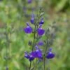 Sauge Arbustive Victoria Blue -Promesse De Fleurs sauge arbustive victoria blue 84992 1