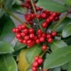 Skimmia Japonica Veitchii -Promesse De Fleurs skimmia japonica veitchii ld tonyrodd 7845 1