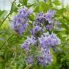Solanum Crispum Glasnevin 2 Solanum Crispum Glasnevin -Promesse De Fleurs solanum crispum glasnevin 80051 3