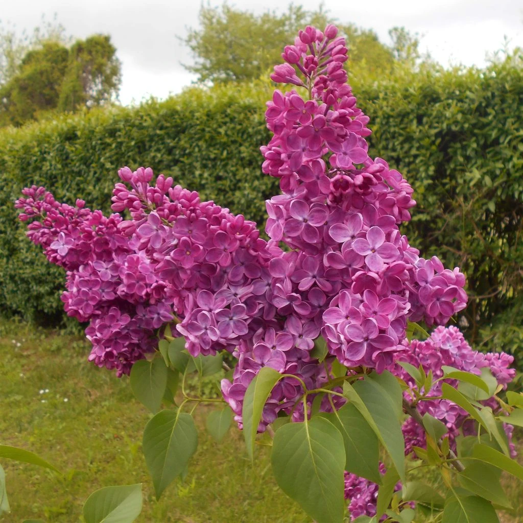 Lilas Commun - Syringa Vulgaris Znamya Lenina 3 Lilas Commun - Syringa Vulgaris Znamya Lenina