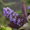 Vitex Agnus-castus Flip Side - Gattilier