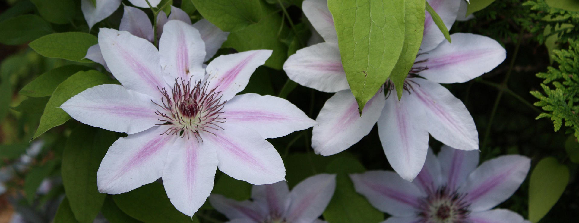 Promesse De Fleurs -Promesse De Fleurs clematis 5278429 1920