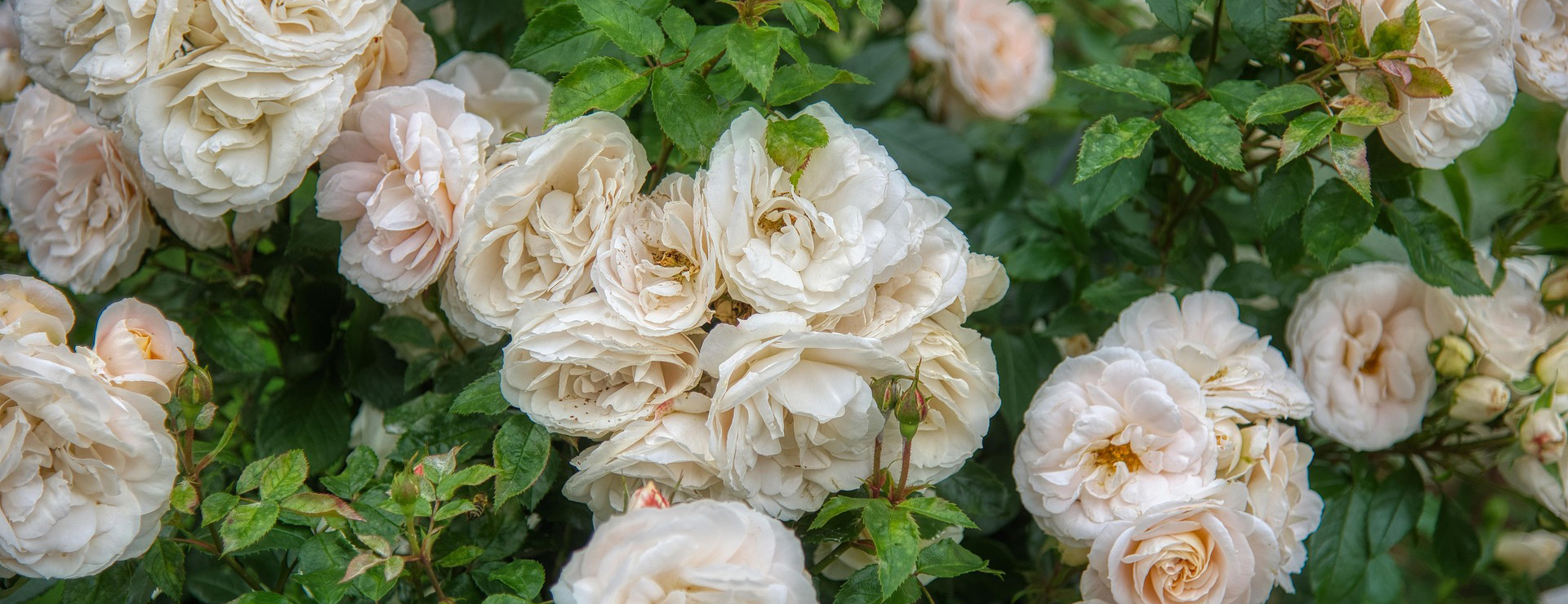 Promesse De Fleurs -Promesse De Fleurs rose bush 5291782 1920